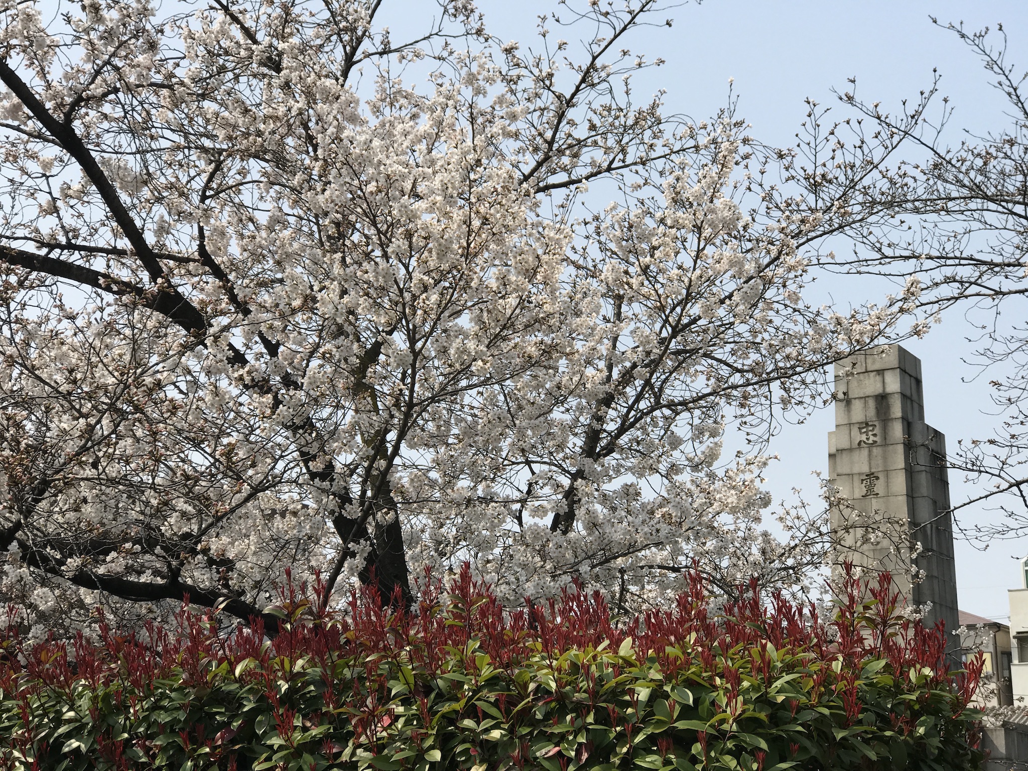 みんなで作ろう楽しもう、東大阪の桜　みんなの写真を募集中