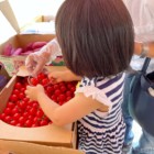 無類のミニトマト好きな2歳児が挑戦。
